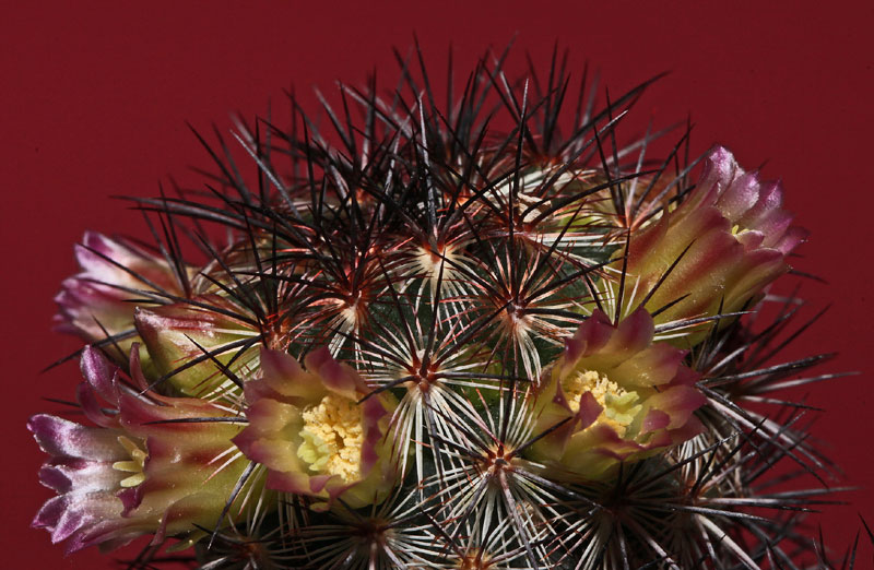 Mammillaria microhelia